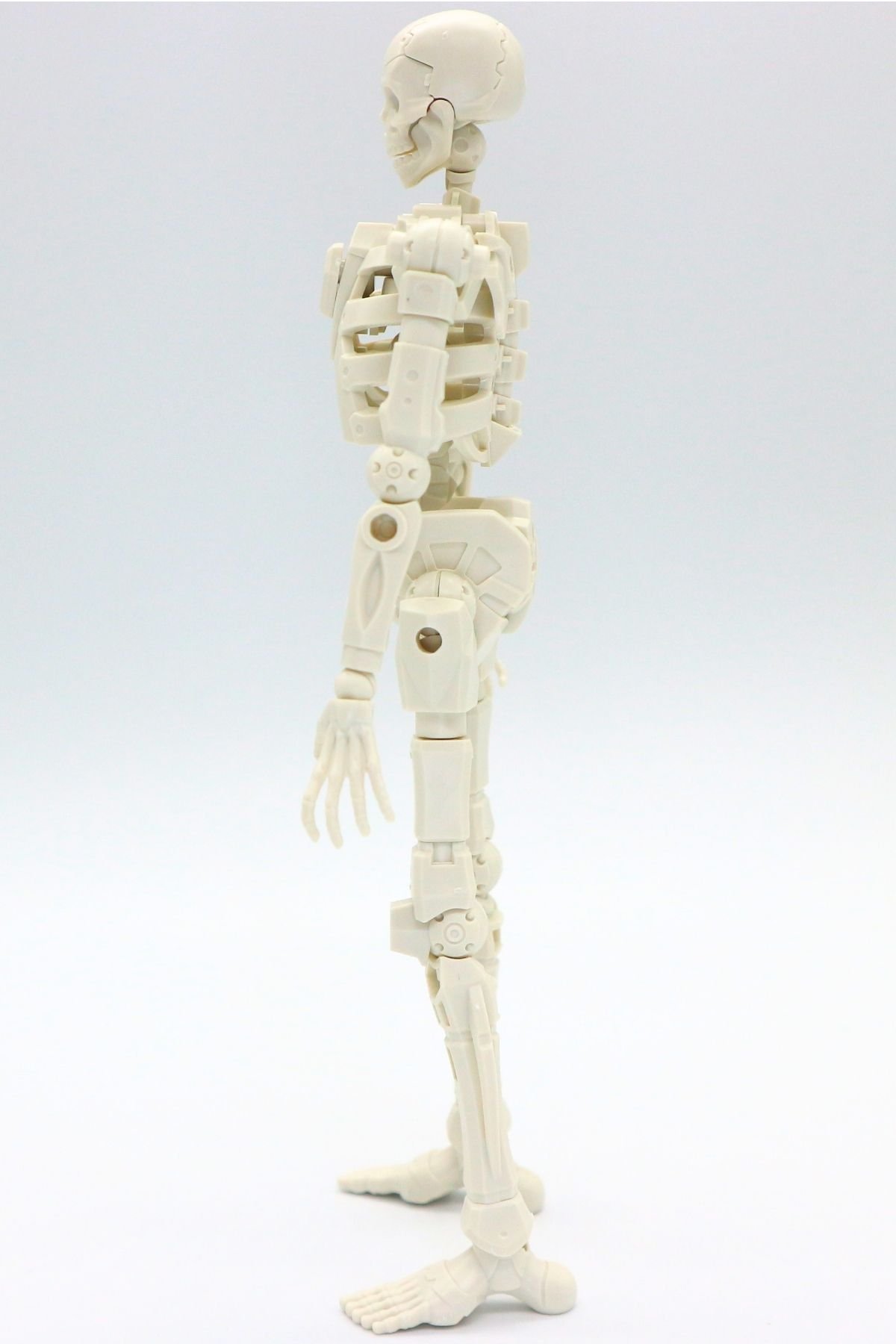 260908skeleton (11)